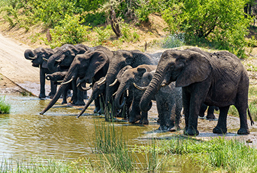 Zimangaliso LLK Tours image